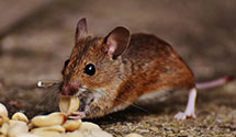 24 Hour & Emergency Exterminators in East Lake, CO
